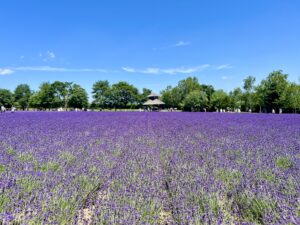 Walta Electronic team building